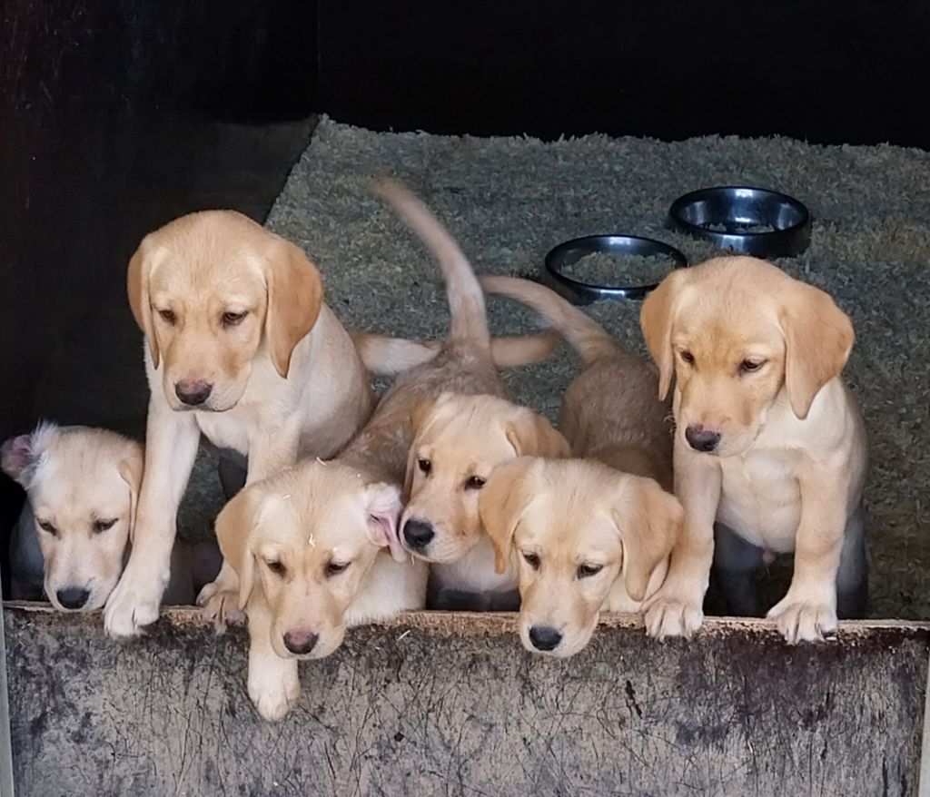 Tous Nos Chiots Vendre De Race Labrador Retriever En France