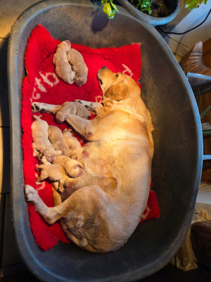 Les chiots de Labrador Retriever