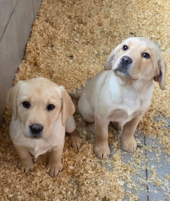 Les chiots de Labrador Retriever