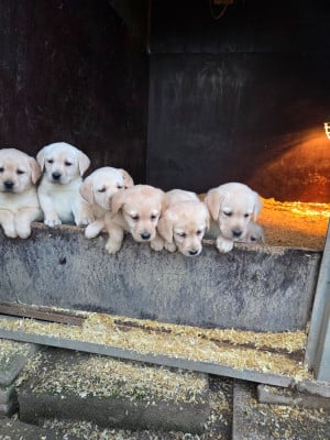 Les chiots de Labrador Retriever