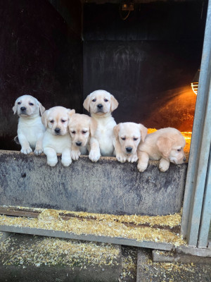 Les chiots de Labrador Retriever