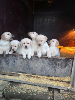 Les chiots de Labrador Retriever