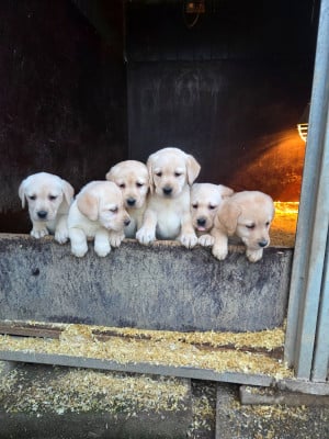 Les chiots de Labrador Retriever