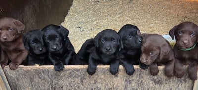Les chiots de Labrador Retriever