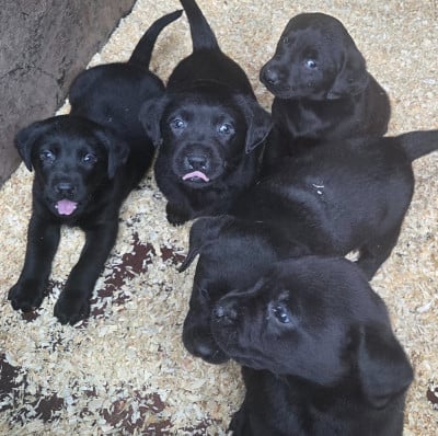 Les chiots de Labrador Retriever