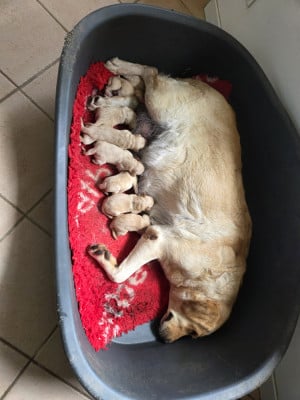 Les chiots de Labrador Retriever