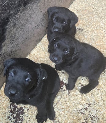 Les chiots de Labrador Retriever