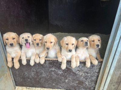 Les chiots de Labrador Retriever