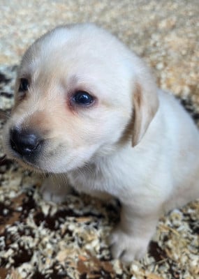 Labrador Retriever