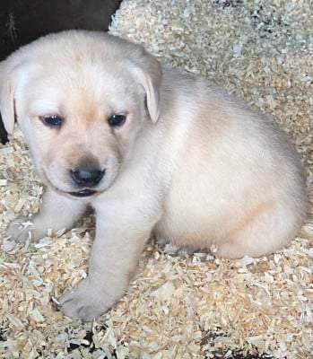Les chiots de Labrador Retriever