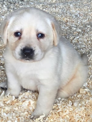Les chiots de Labrador Retriever