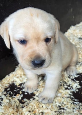 Les chiots de Labrador Retriever