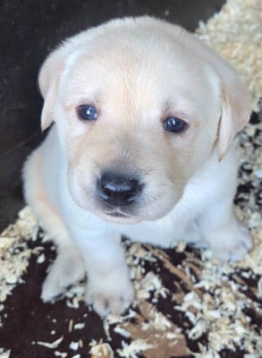 Les chiots de Labrador Retriever