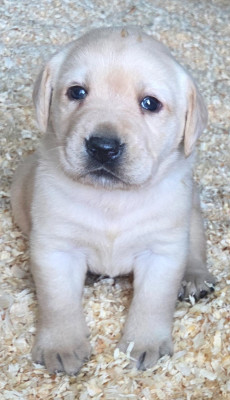 Les chiots de Labrador Retriever
