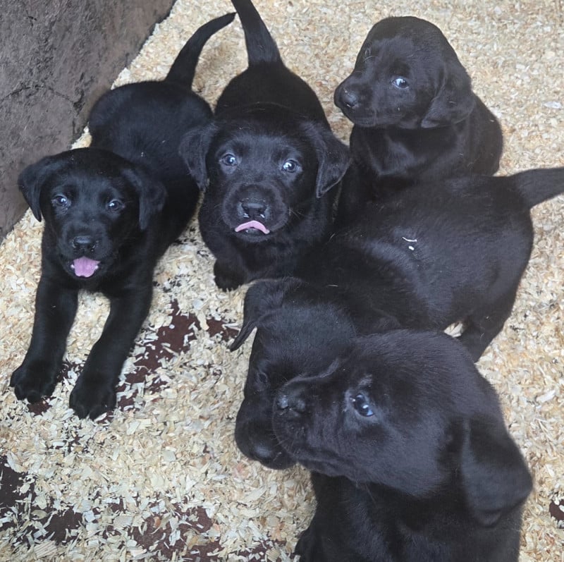 Labrador Retriever - Du Perrier De Largeron