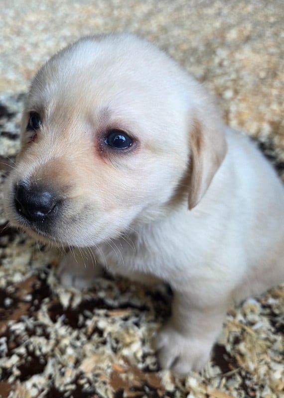 Labrador Retriever - Du Perrier De Largeron