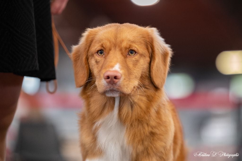 Vicomtesse Du Domaine De Berylune