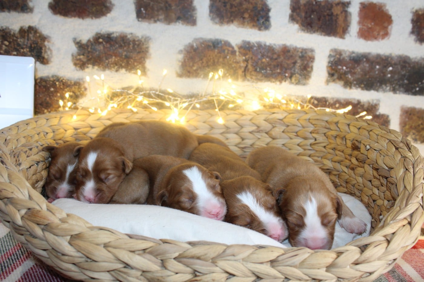 CHIOT 8 - Retriever de la Nouvelle-Ecosse