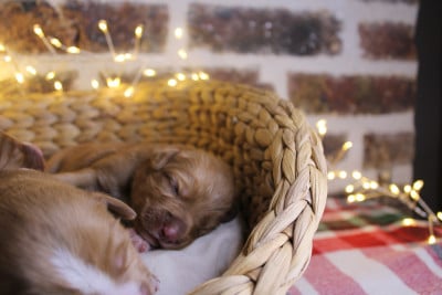 Les chiots de Retriever de la Nouvelle-Ecosse