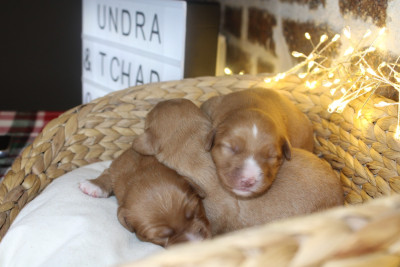 Les chiots de Retriever de la Nouvelle-Ecosse