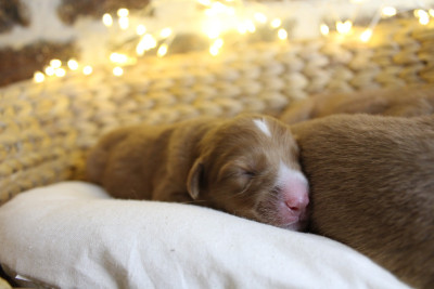 Les chiots de Retriever de la Nouvelle-Ecosse