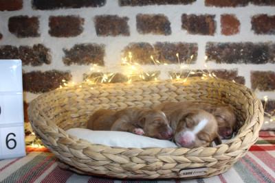 Les chiots de Retriever de la Nouvelle-Ecosse