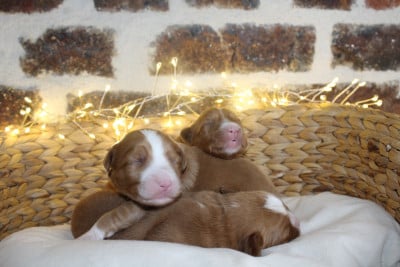 Les chiots de Retriever de la Nouvelle-Ecosse