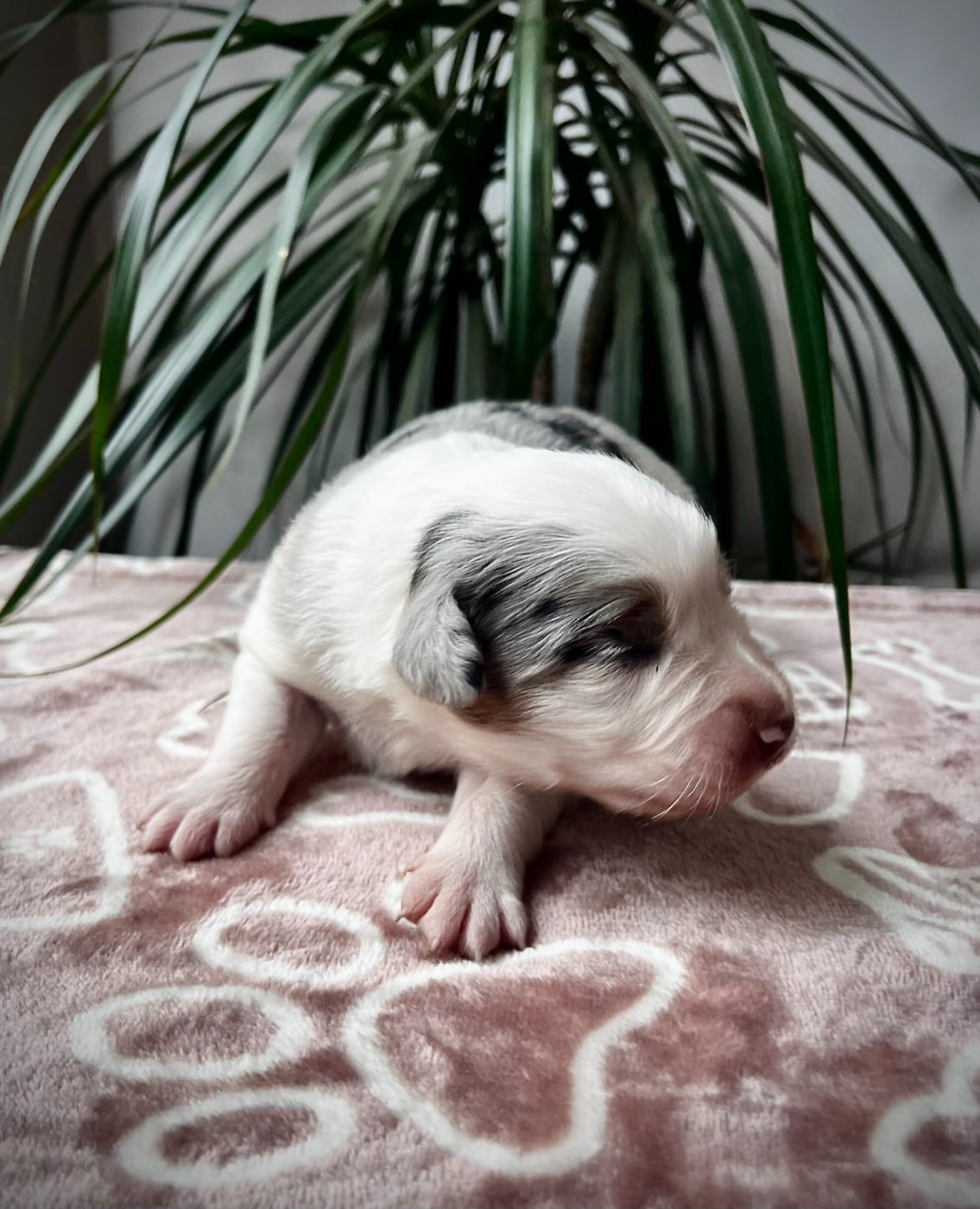 Bora bora - Berger Australien