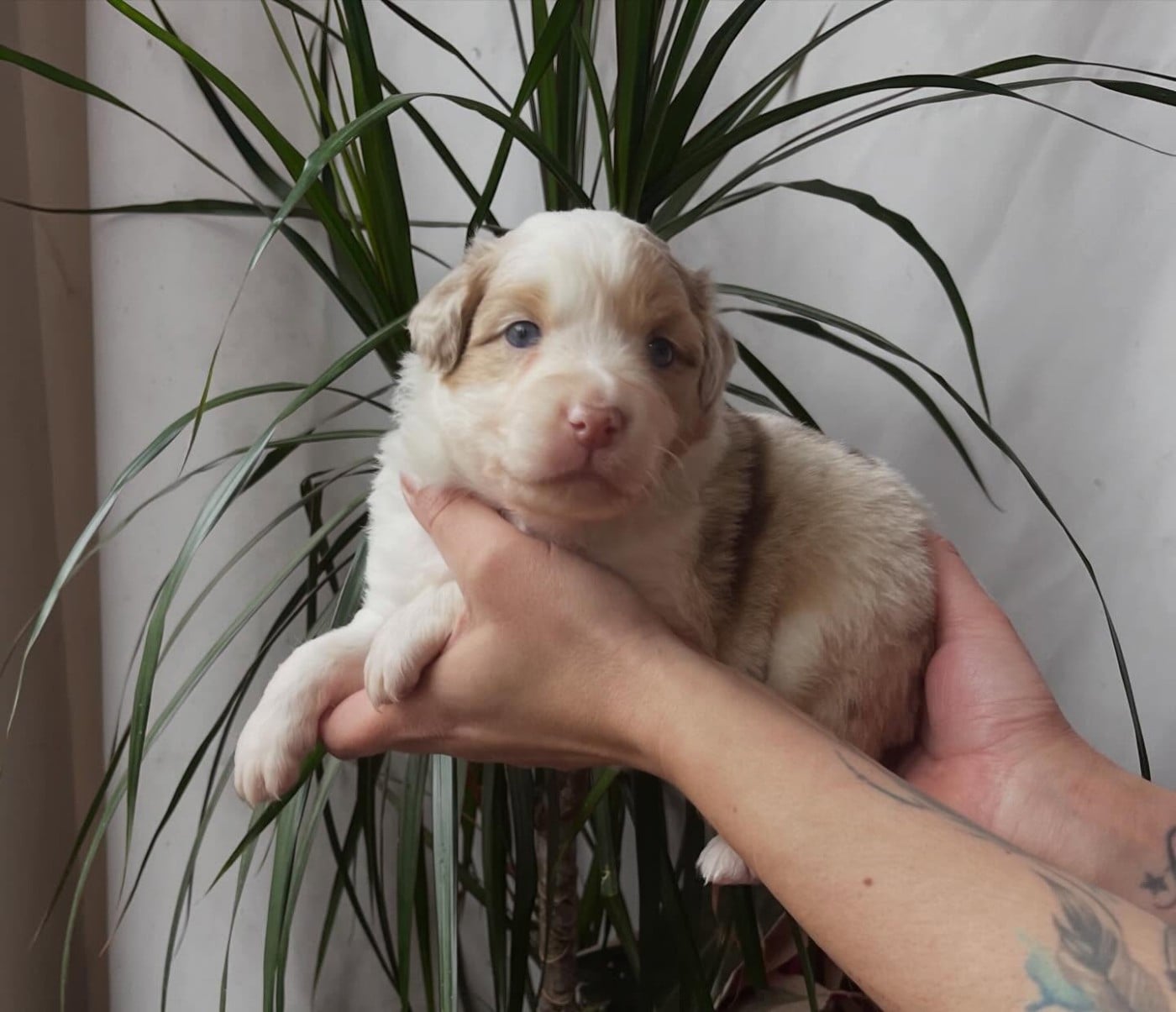 Bayley - Berger Australien