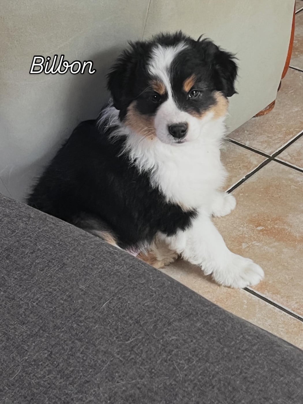 Berger Australien - des Charbonniers Austral