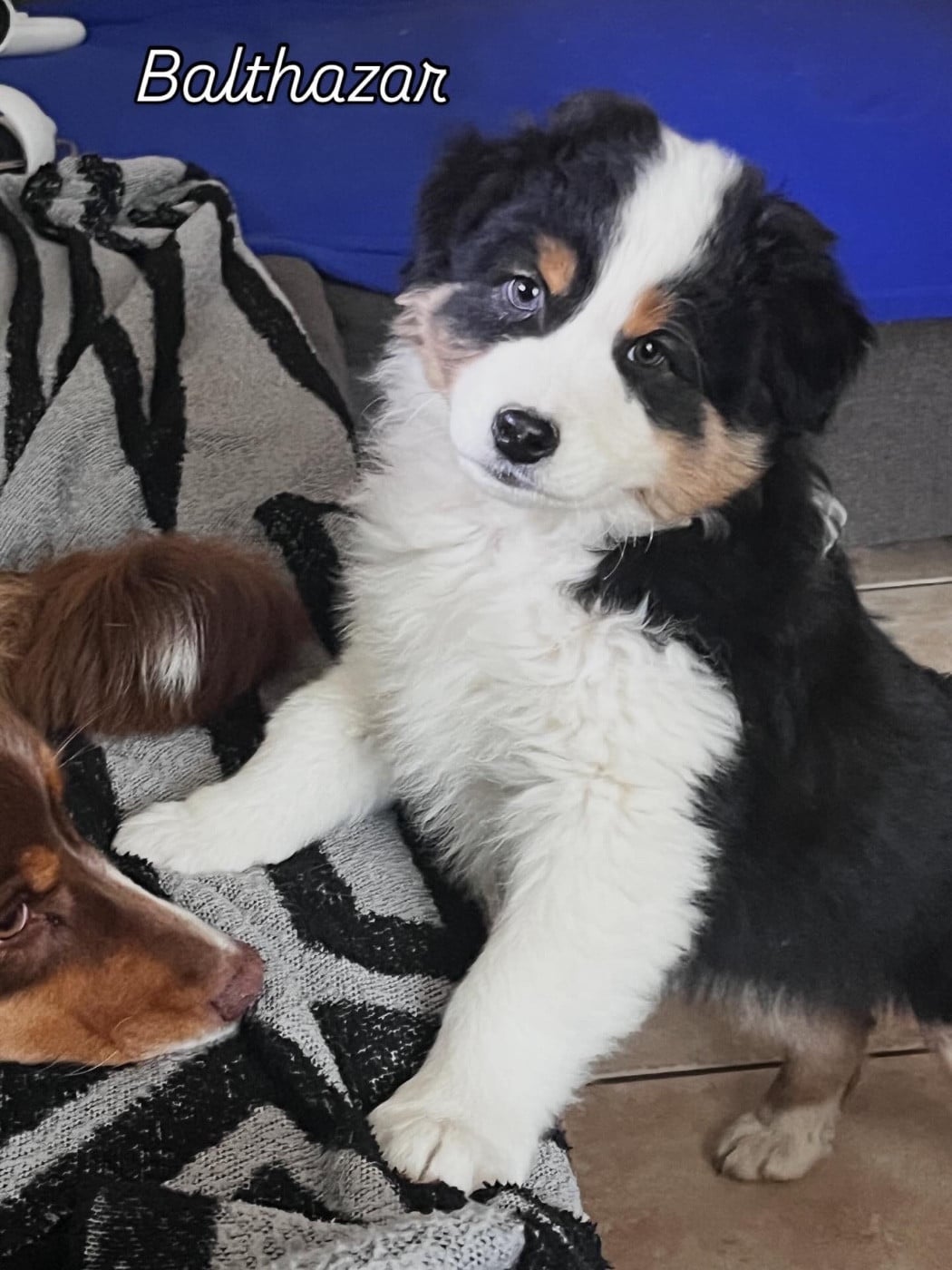 Berger Australien - des Charbonniers Austral