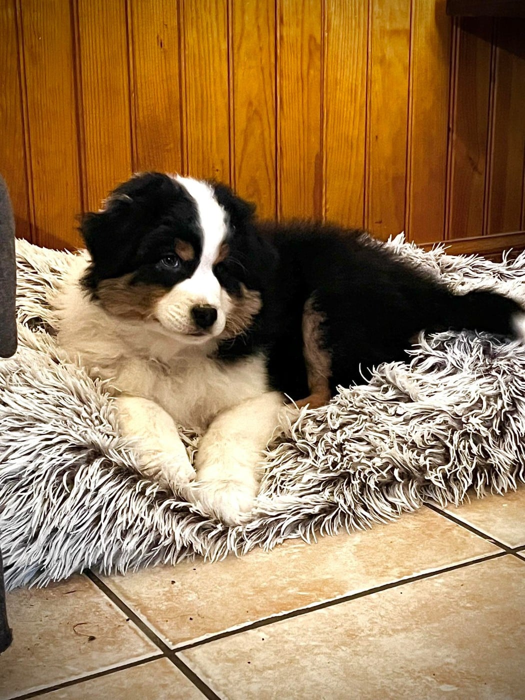 Berger Australien - des Charbonniers Austral