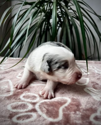 Bora bora - Berger Australien