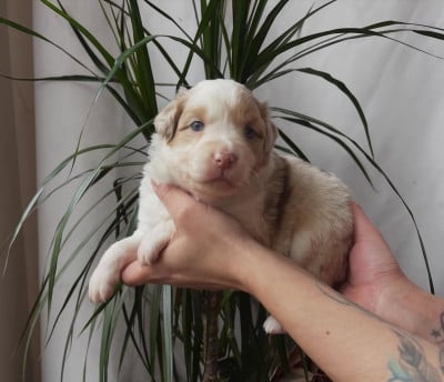 Les chiots de Berger Australien