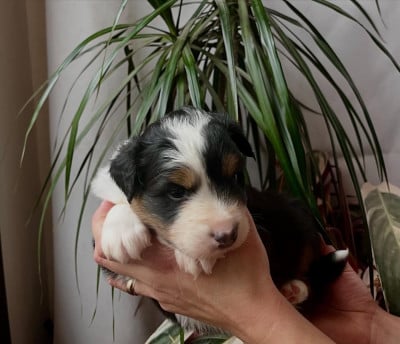 Booda - Berger Australien