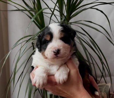 Babe - Berger Australien