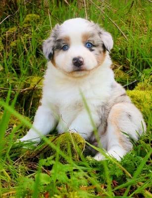 Les chiots de Berger Australien