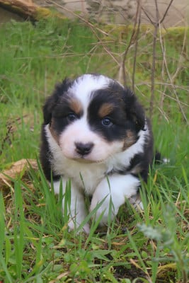 Les chiots de Berger Australien
