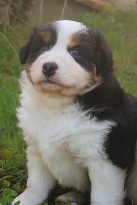 Les chiots de Berger Australien