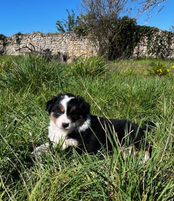 Les chiots de Berger Australien