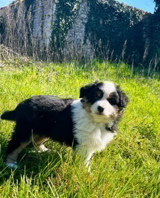 Les chiots de Berger Australien