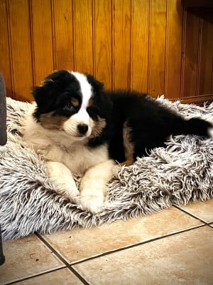 Les chiots de Berger Australien