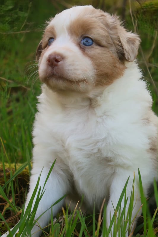 Berger Australien - des Charbonniers Austral