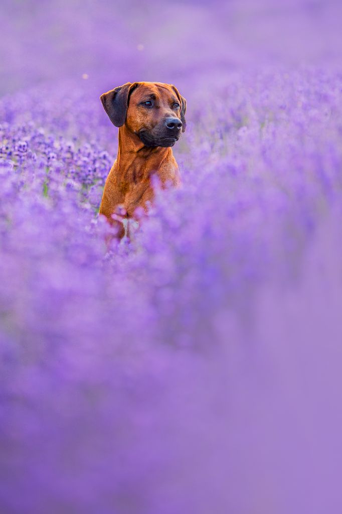 Publication : Nzara Yeshumba Auteur : Krisztina BAKO