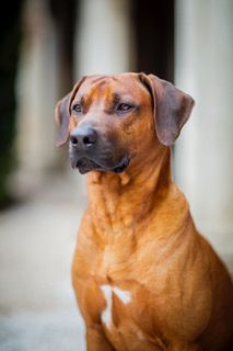 Publication : Nzara Yeshumba Auteur : Krisztina BAKO