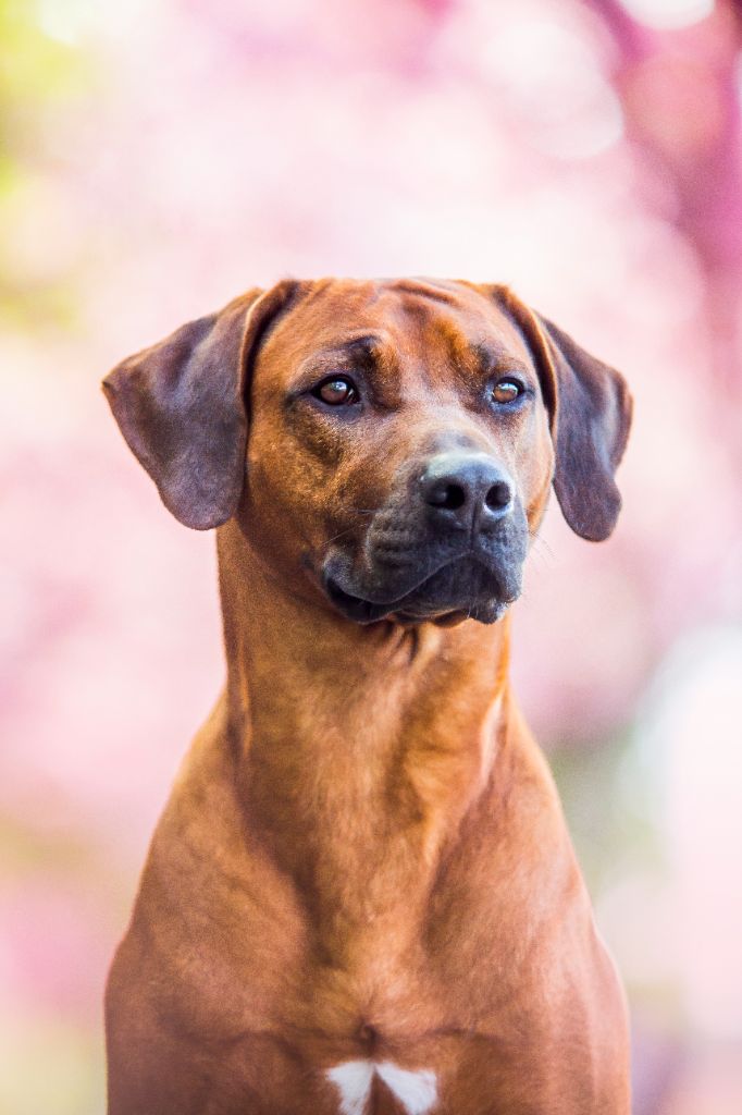 Publication : Nzara Yeshumba Auteur : Krisztina BAKO