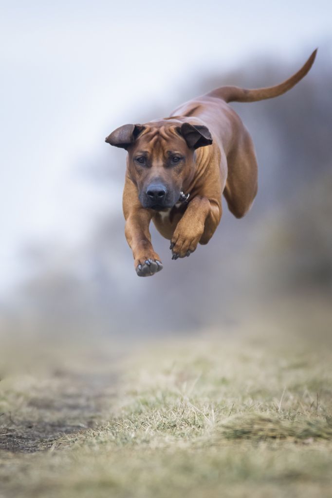 Publication : Nzara Yeshumba Auteur : Krisztina BAKO