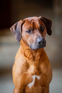 Publication : Nzara Yeshumba Auteur : Krisztina BAKO