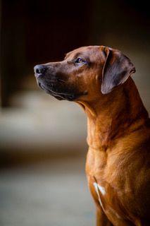 Publication : Nzara Yeshumba Auteur : Krisztina BAKO