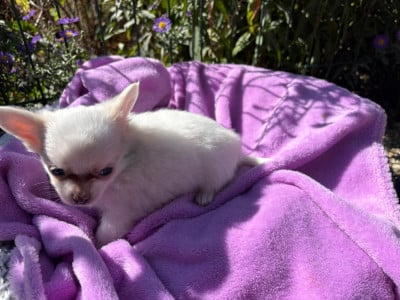 Les chiots de Chihuahua